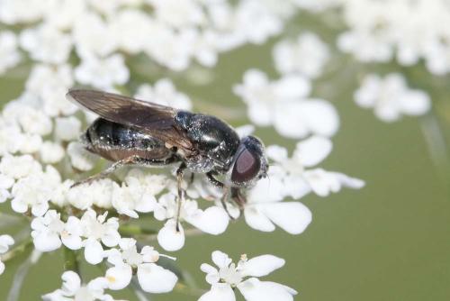 Cheilosia sp.